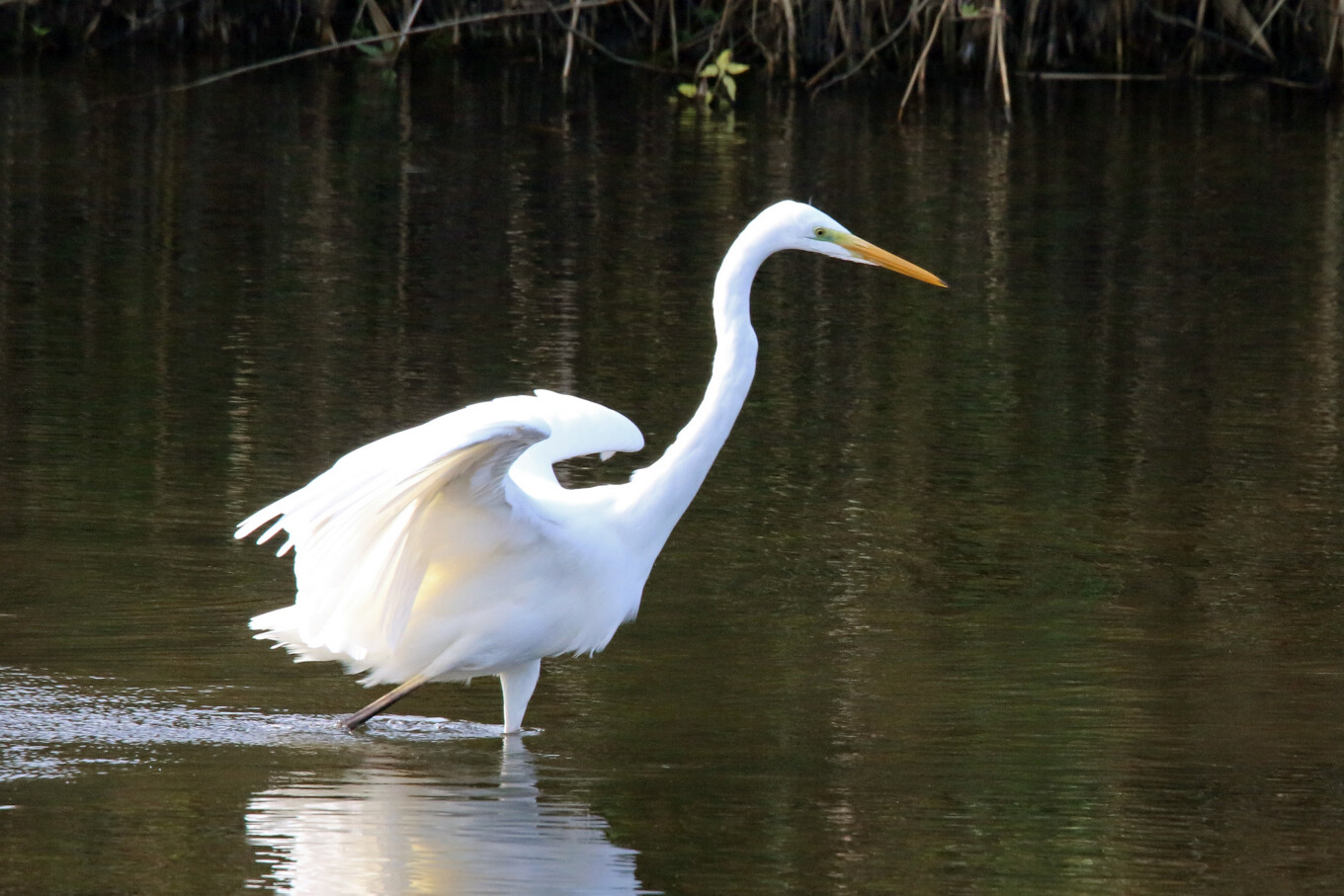 Grande aigrette